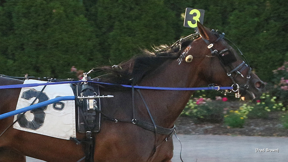 Arnies Angel Takes Tioga Open