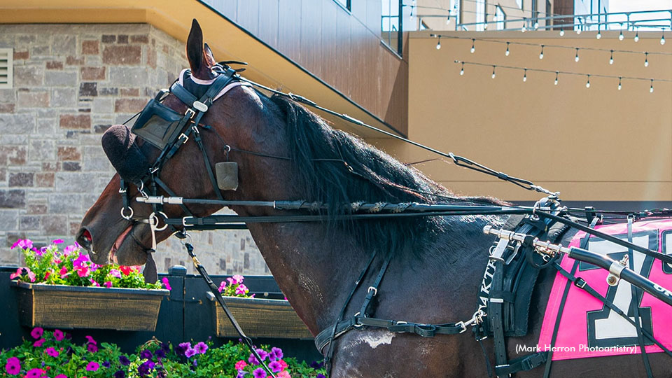 Governor's Cup Contender Cant Stop Lou Sells For Six Figures