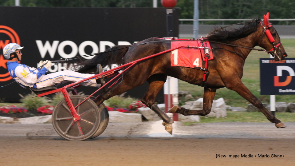 Rookie Trotters Tussle In Gold Divisions