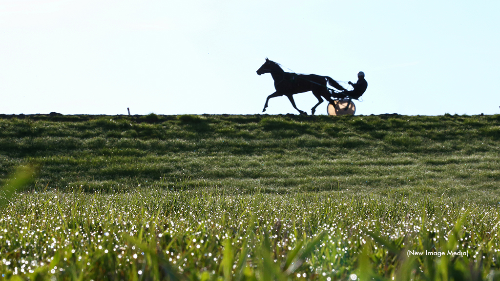 Equine Disease Resources For Owners