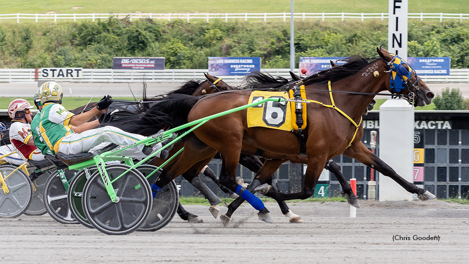 Kommin On Strong Repeats In Meadows Trot