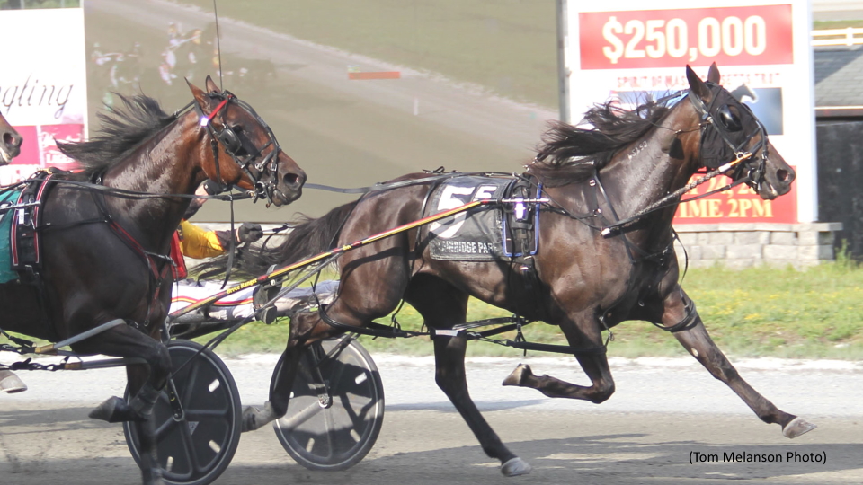 Another Record Mile For Pure Cotton