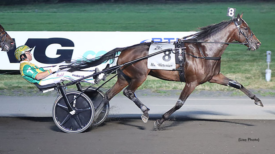 Rebuff Retired, To Stand Stud
