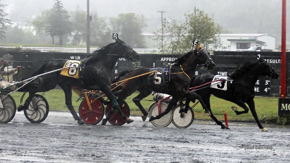 New York County Fair Champions Crowned