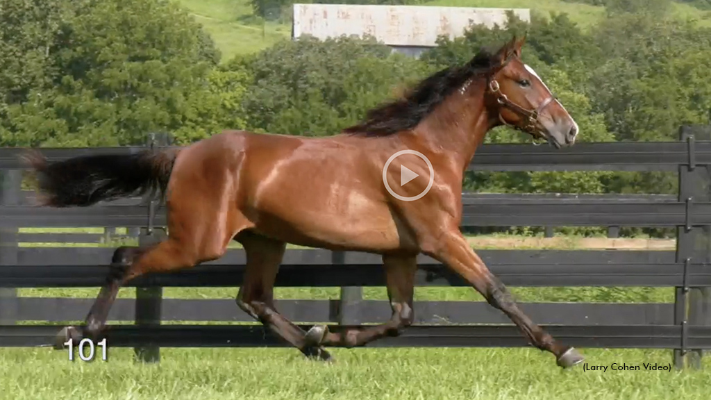 Brittany Farms Yearling Videos Available