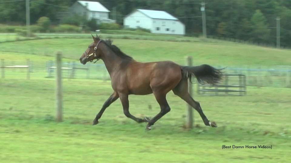 Leatherstocking Goshen Yearling Videos Available