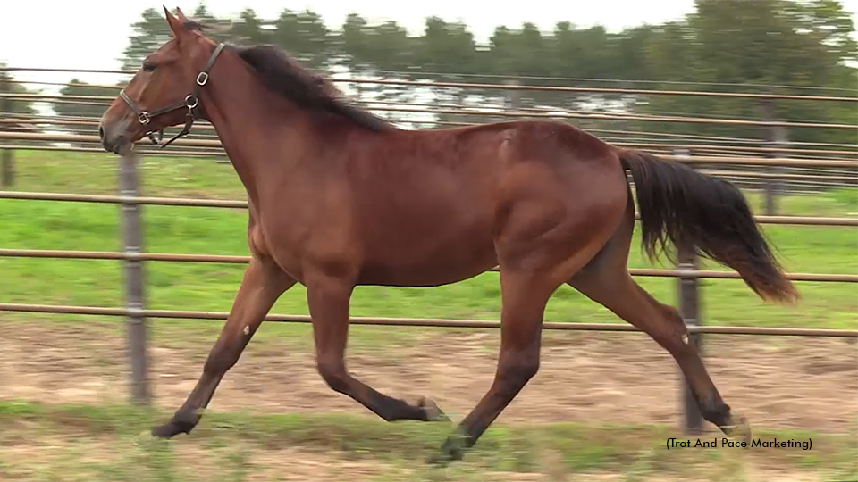 Nordicsfinallegacy Tops Winner's Circle Speed Sale