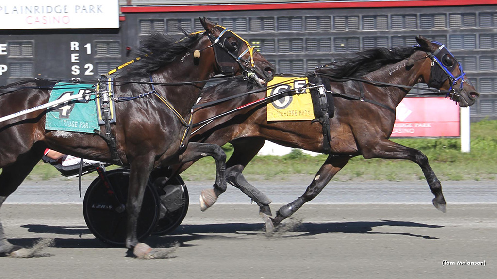 Queen Of All Reigns In Plainridge Open Trot
