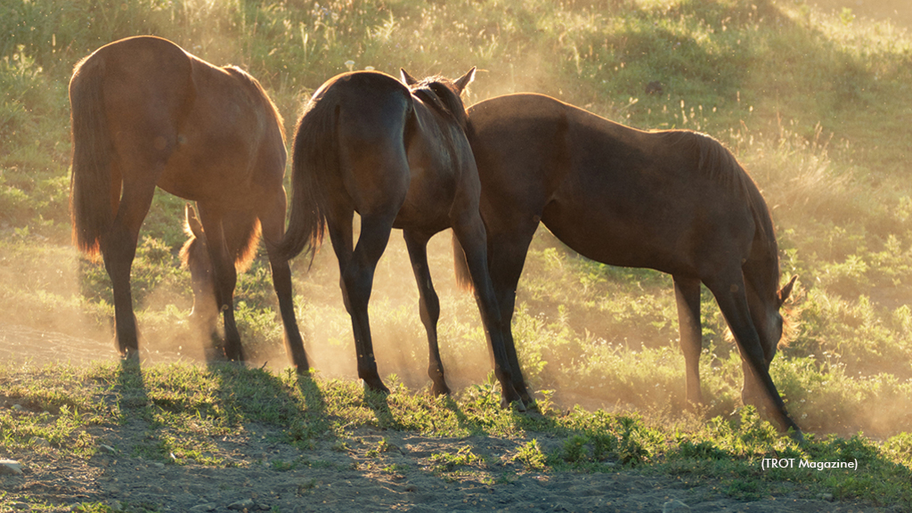 Annual Equine Industry Symposium Returns