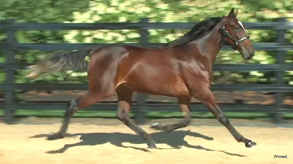 Amsterdam Leads Thursday Yearlings In Lexington Sale