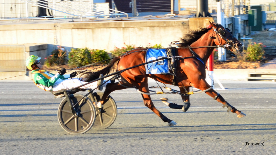 Unbeatn Gaitway Guy Scores In Delaware Breeders