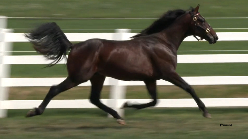 Long Touch Tops Buckeye Classic Yearling Sale