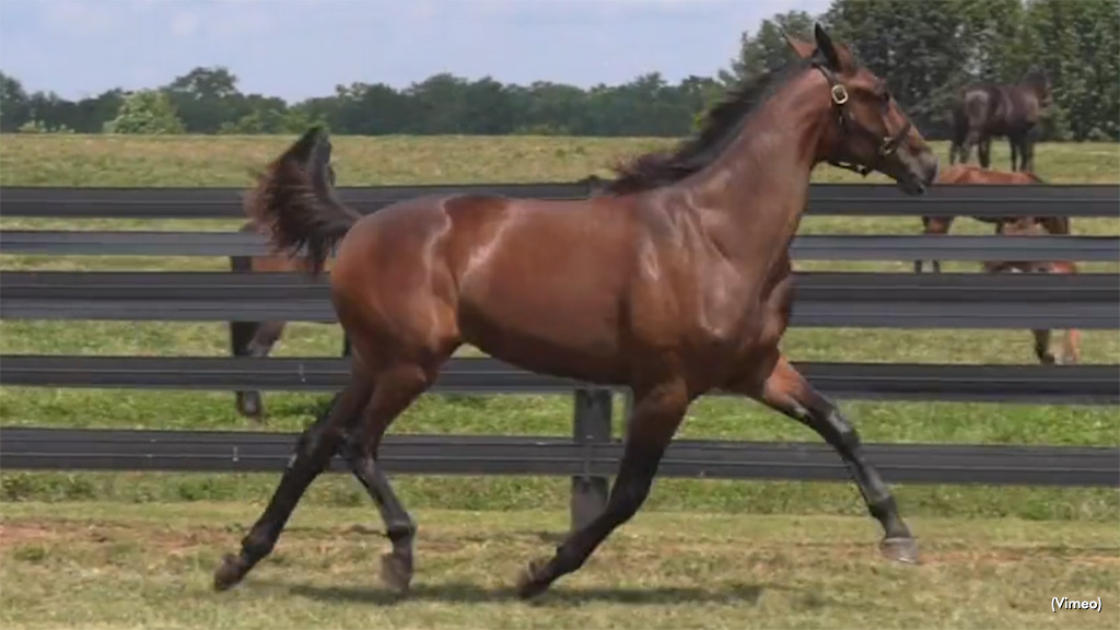 Stella Volo Tops Third Session Of Lexington Sale