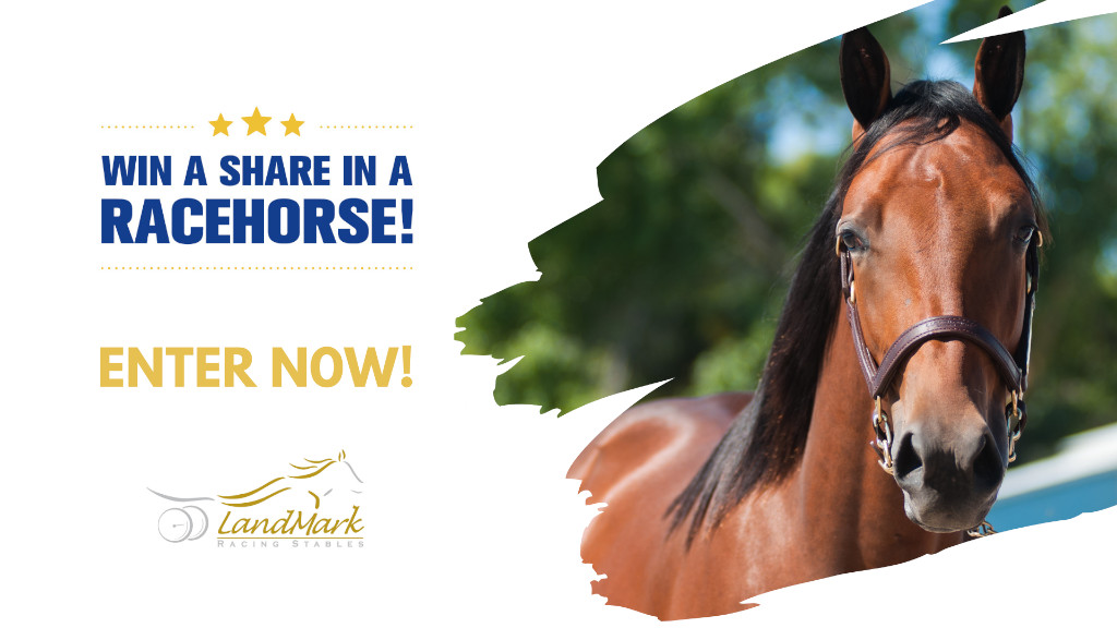Last Call To Win A Share In A Racehorse!