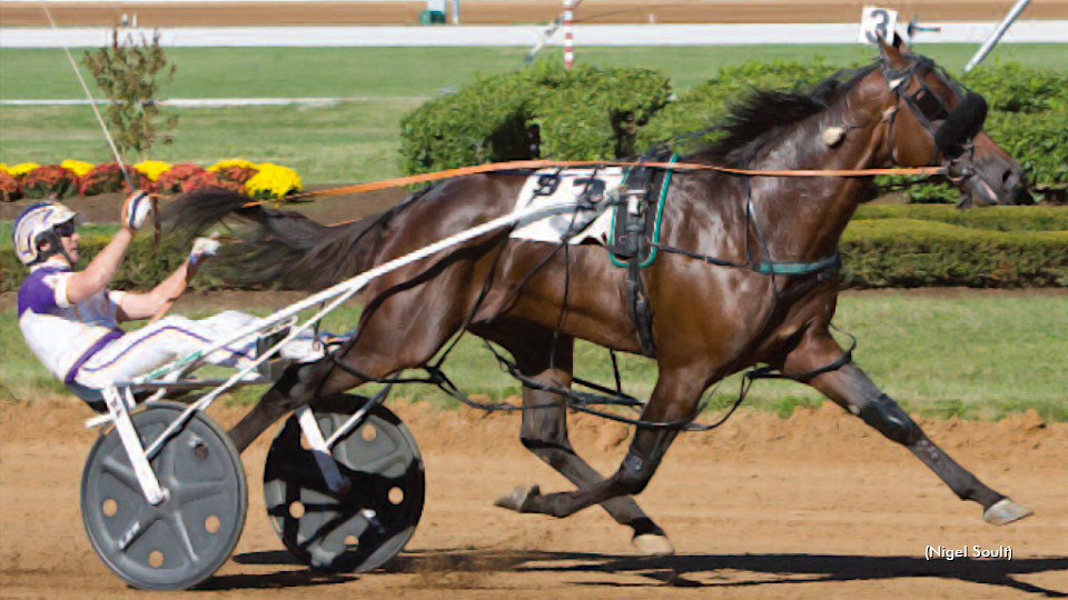 Always A Virgin Retired From Stud Duty