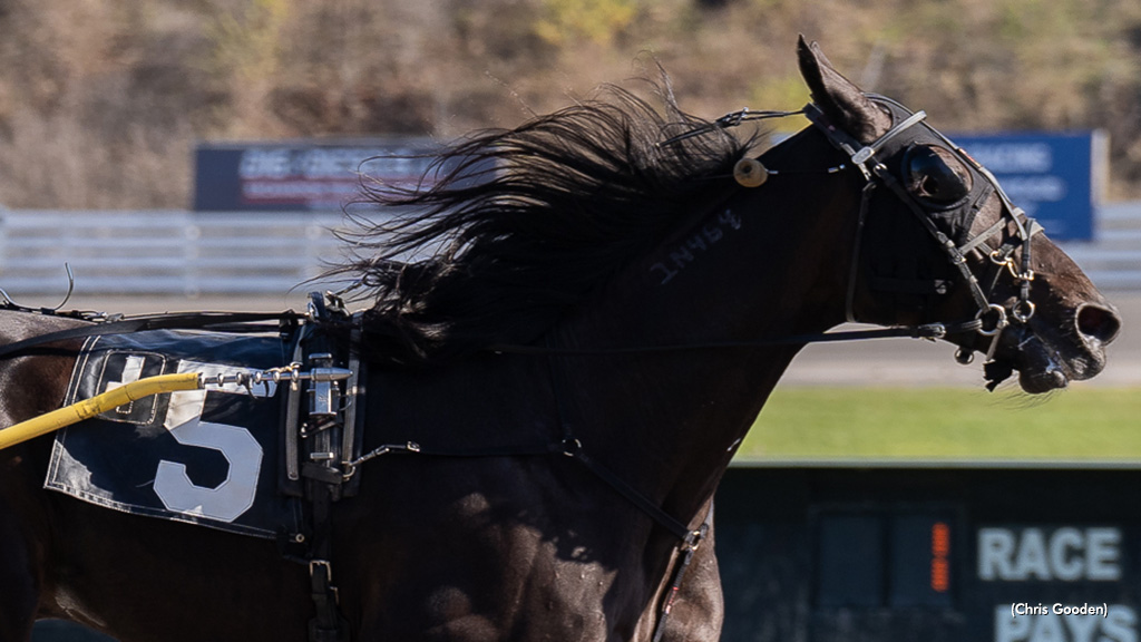 Tequila Talkin Tops Meadows Open Trot