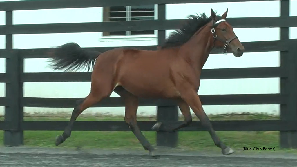 Blue Chip Farms Yearling Videos Available