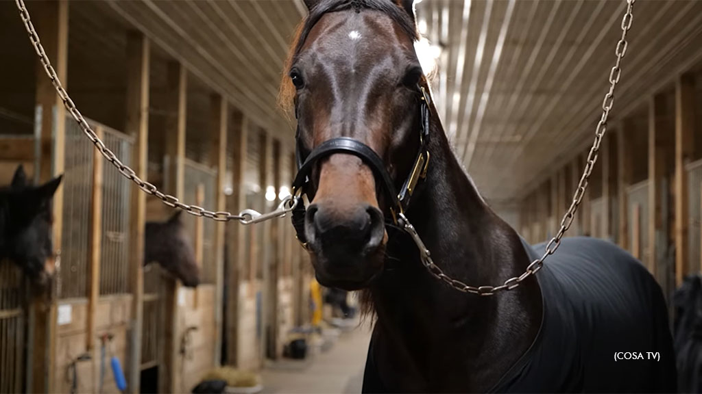 Ride Along With Bulldog Hanover