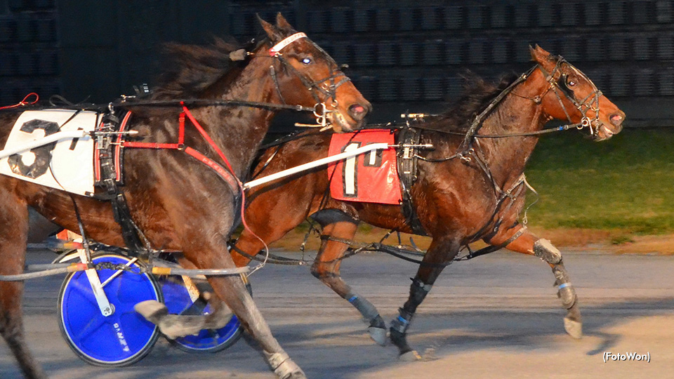 Gaitway Gal, Odds On Surfer Gal Win DSBF Gaitway Gal, Odds On Surfer Gal Win DSBF