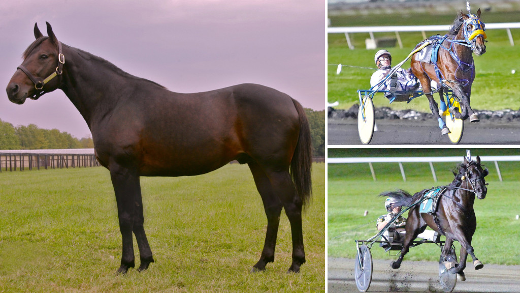 2023 U.S. Living Horse Hall Of Fame Inductees