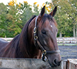 Bulldog Hanover: An Oral History