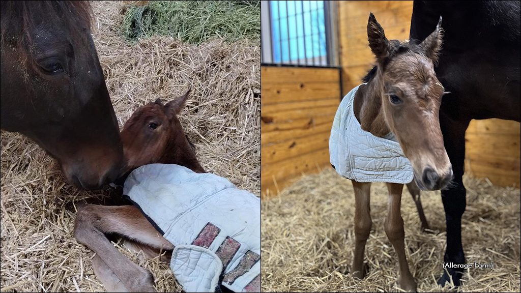 Allerage Farm Welcomes First Foal Of 2023 Allerage Farm Welcomes First Foal Of 2023