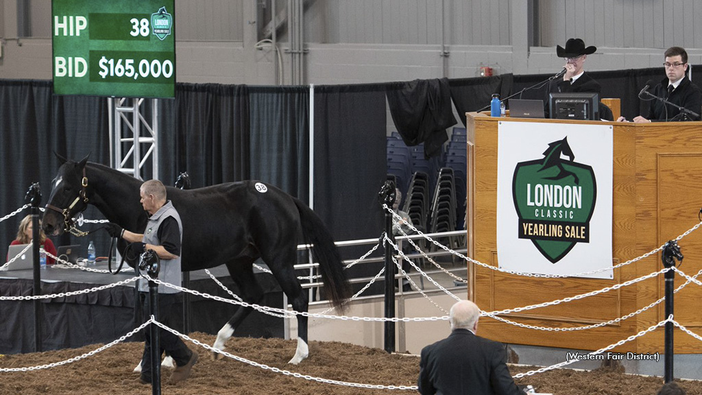 Dates Set For 2023 London Classic Yearling Sale