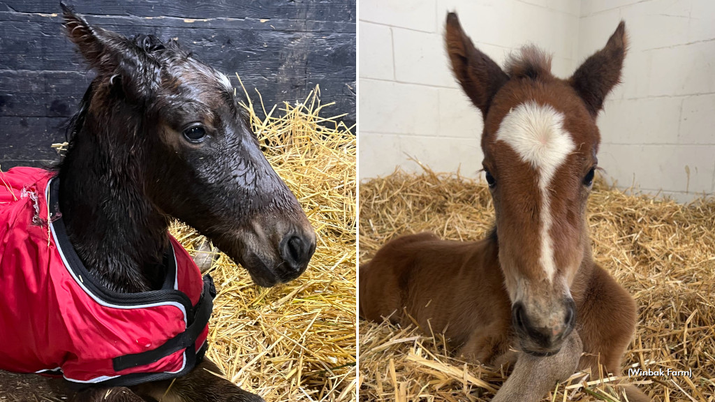 Winbak Welcomes First Foals Of 2023
