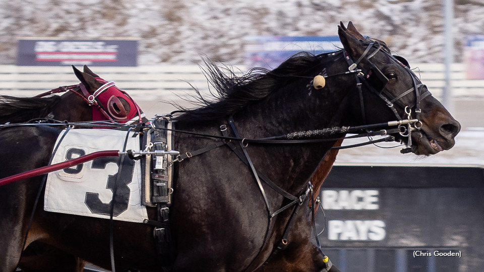 Bronx Seelster Best At The Meadows