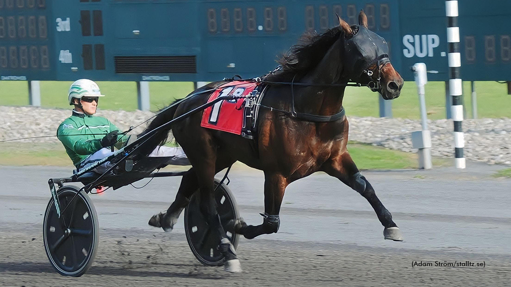 Coach K Hanover Retired To Stud