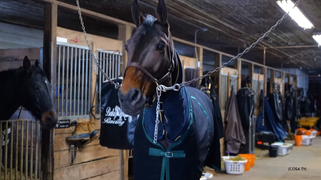 Behind The Bridle With What Can I Say