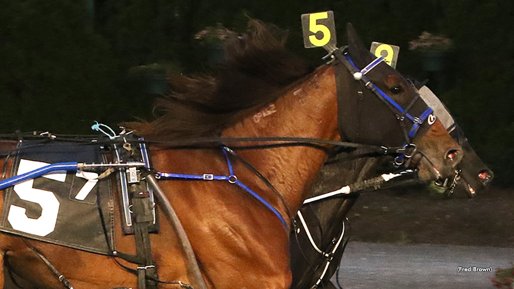 Brilliant Beauty Best In Tioga Open