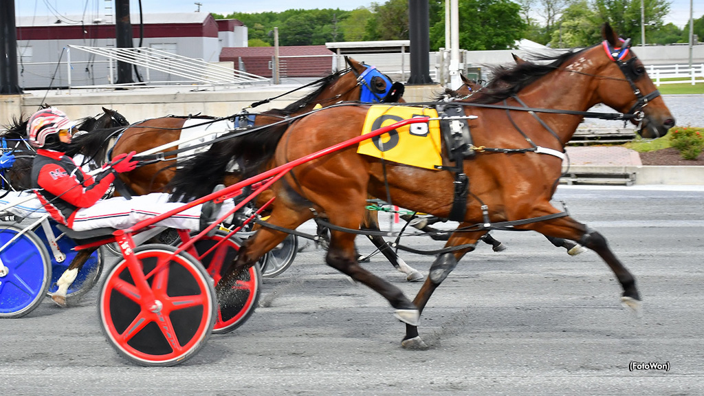 My Kiwi Lady Upsets Again At Harrington