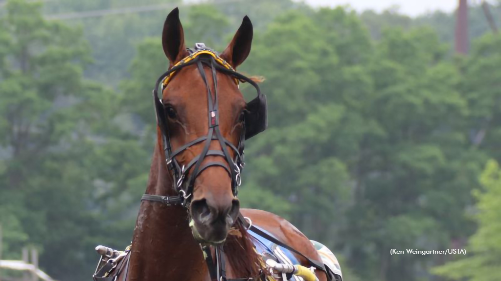 Burke Babies Win Six More Gaitway Qualifiers