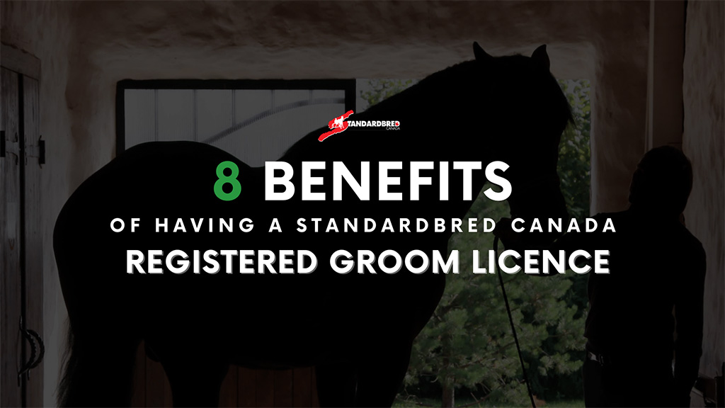 Benefits Of A Standardbred Canada Groom Licence