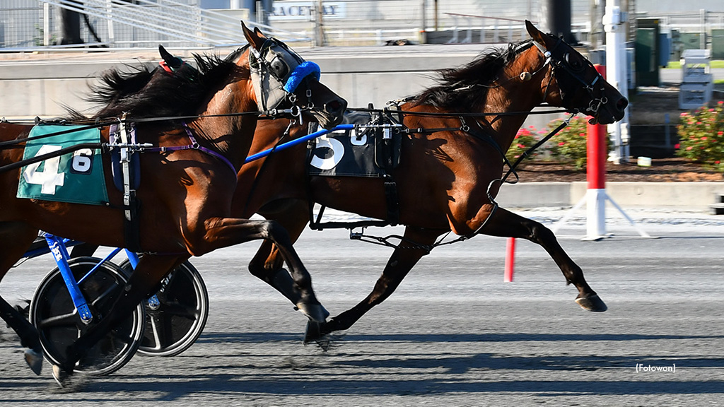 Manatlas Wires Harrington Open Trotters