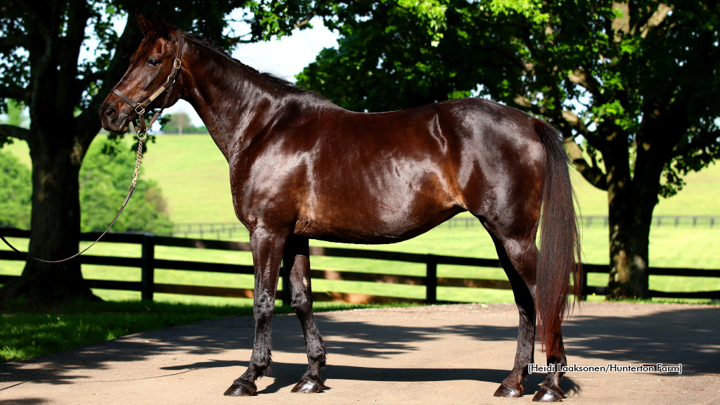 The Different Lives Of Pure Ivory