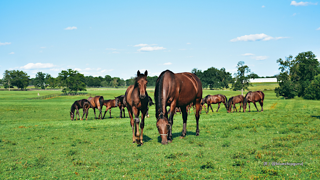 Stallion Reports Due September 1