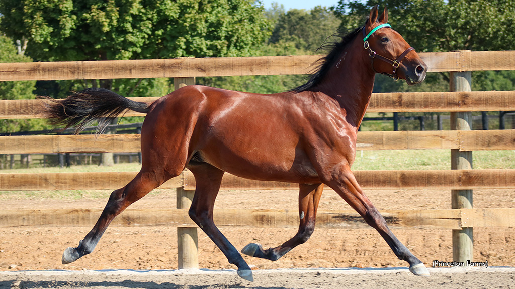 Princeton Farms Yearling Videos Now Available