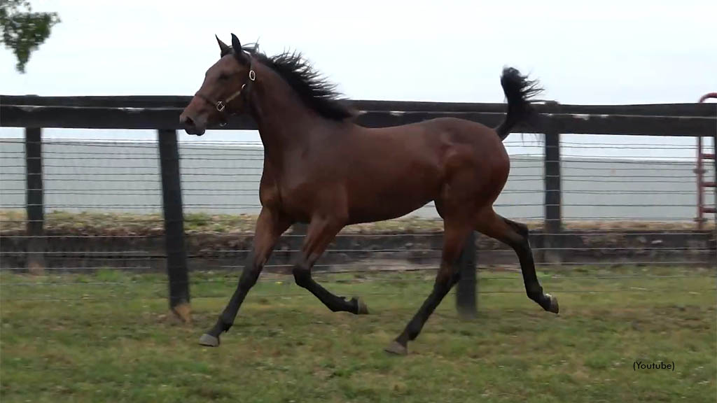 On Cloud Wine Tops Goshen Yearling Sale