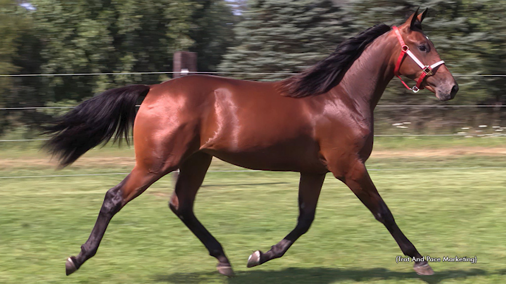 Plays Pro Tops Winner's Circle Speed Sale