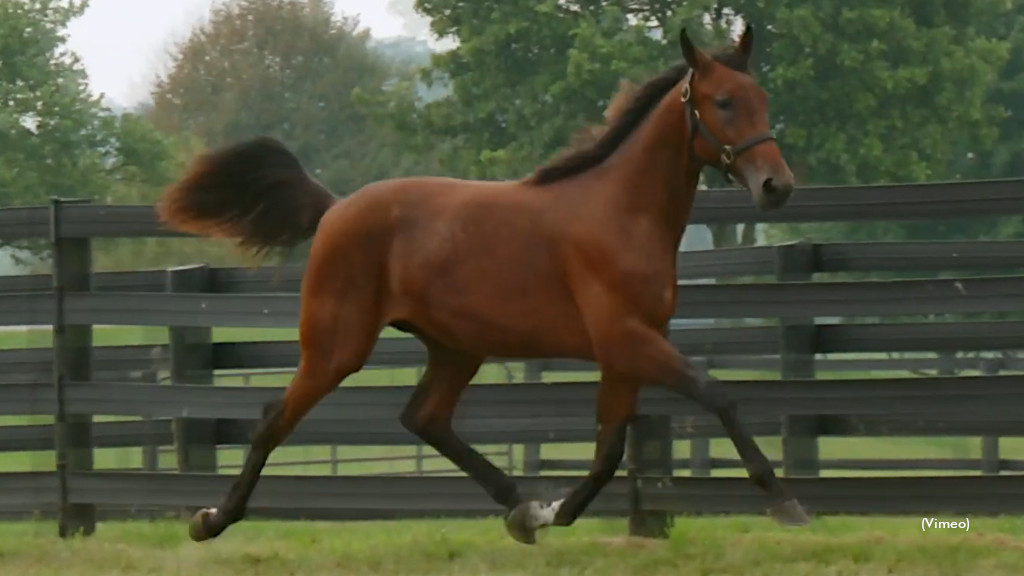 French Riviera, Phantomofthenight Top Lexington Sale Day Two