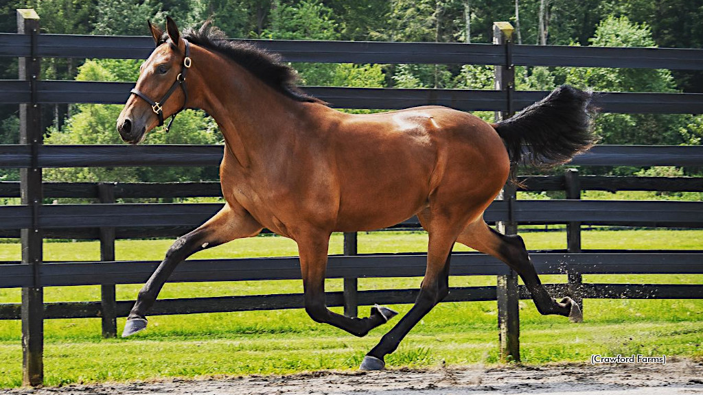 Mybffannee Leads Third Session Of Lexington Sale