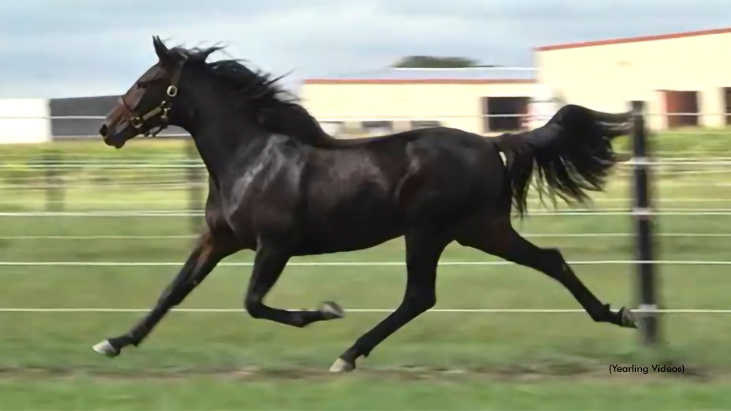 Rose Run Ashton, Little Miss Jo Top Buckeye Yearling Sale