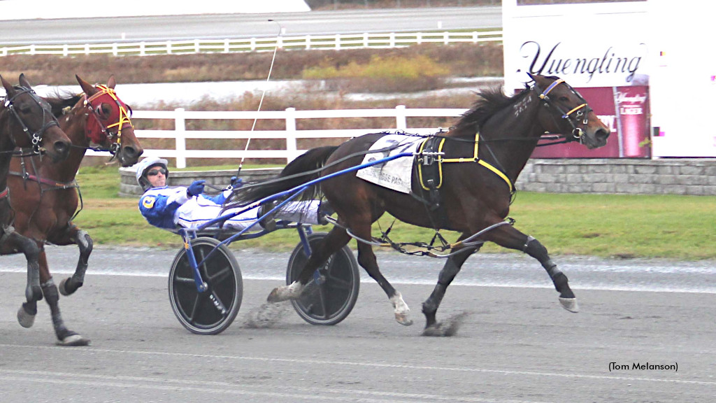 La Bella Vita N Tops Plainridge Mares