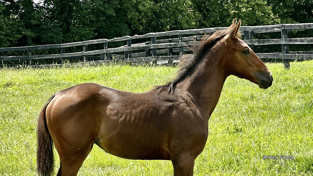 Notice Regarding Perfect Sting Bookings