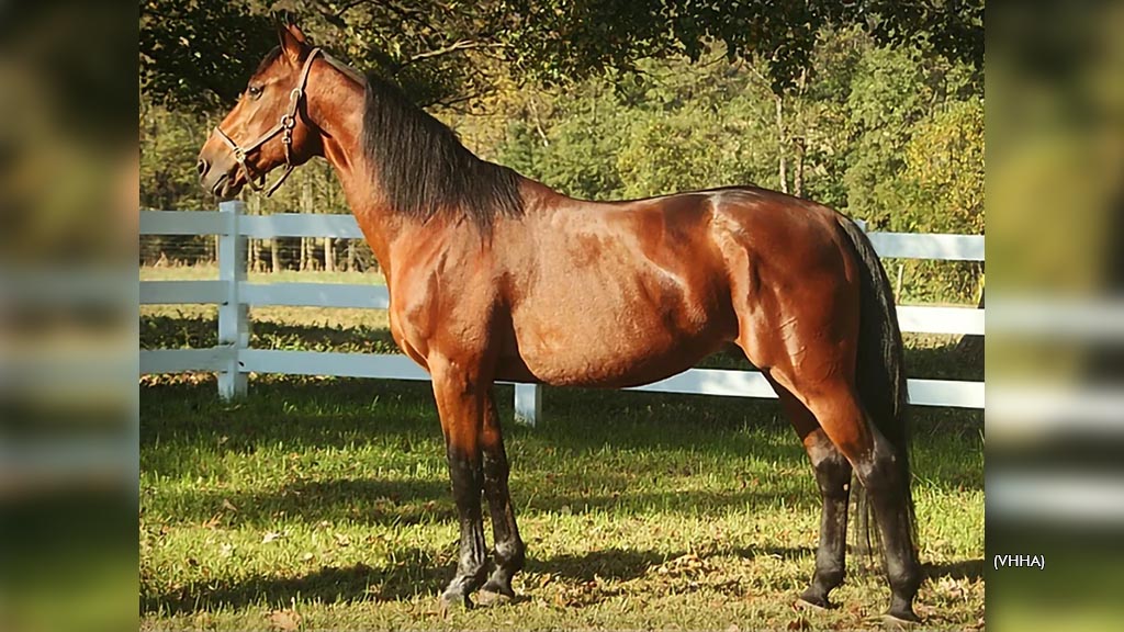 Stallion Gregory Pecs Passes