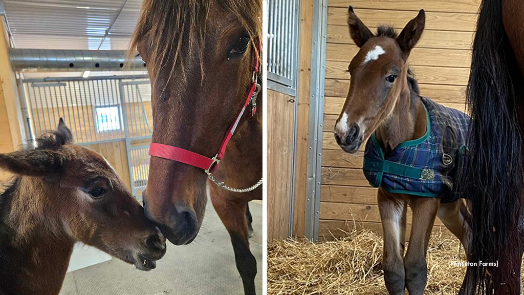 Princeton Farms Welcomes First Foal Of 2024