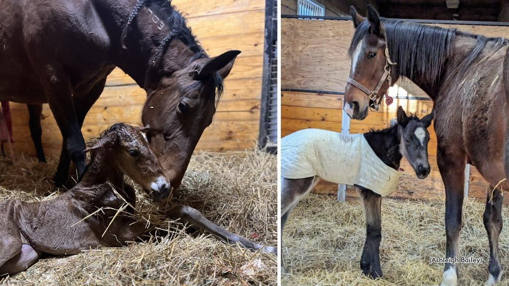 Allerage Farms Announces First Foals of 2024