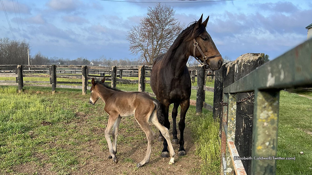 First Foal For Donna Soprano